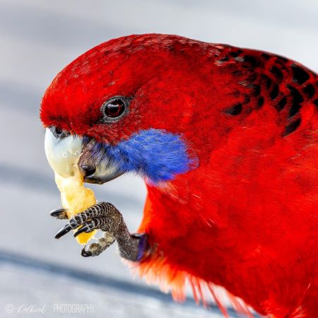 Crimson Rosella, O'Reilly's, Lamington Plateau (Photo by Colbert Cheung, used with permission) To the Rosella in the Poinsettia Tree