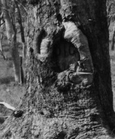 Burke and Wills 'Dig' tree, Bulloo Shire, QLd (SLQ Image) The Explorers' Doom